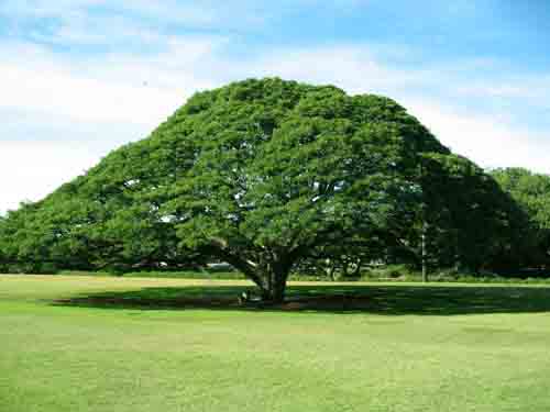 pohon trembesi